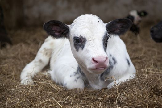 very young black and white calf in straw of barn looks alert into camera