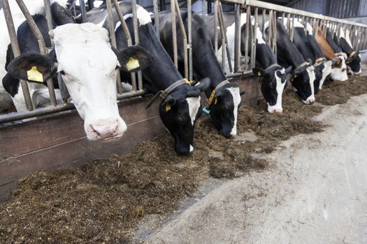 long row of cows sticking their heads out bars of stable to feed