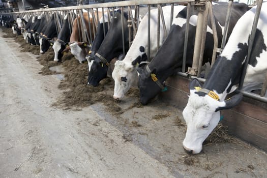 long row of cows sticking their heads out bars of stable to feed