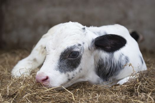 very young black and white calf lies in straw of barn