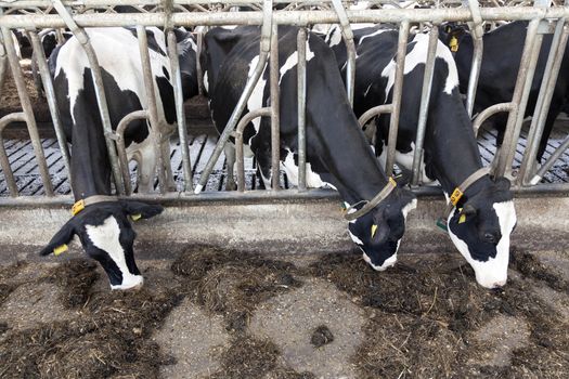 three black and white cows in stable eat grass