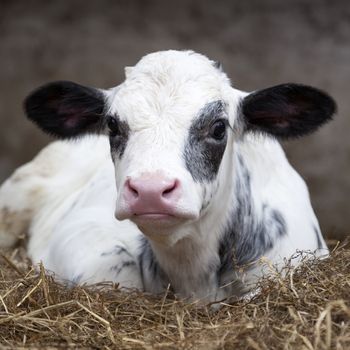 very young black and white calf in straw of barn looks alert into camera