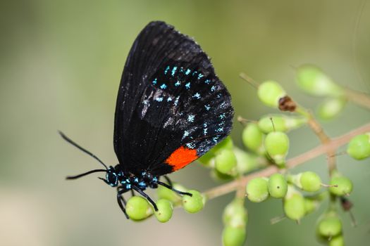 A colorful Eumaeus Atala butterfly sitting on a red Lily.