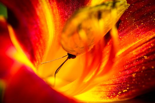 A colorful Cloudless Sulphur Phoebis Sennae butterfly sitting on a red Lily.