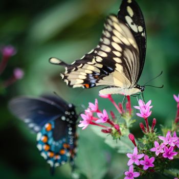 A colorful Giant Swallowtail Papilio Cresphontes butterfly.