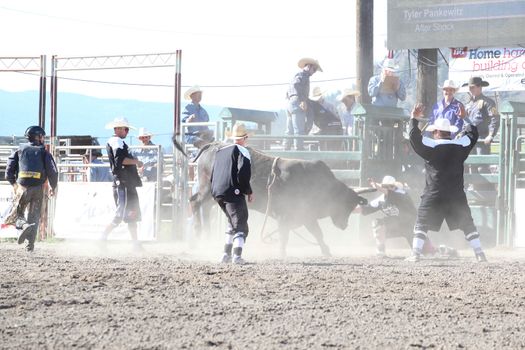 MERRITT, B.C. CANADA - May 30, 2015: Bull fighters in the first round of The 3rd Annual Ty Pozzobon Invitational PBR Event.