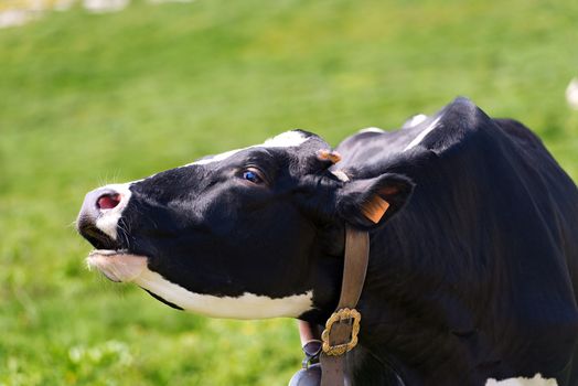 Black and white cow moos in a green pasture