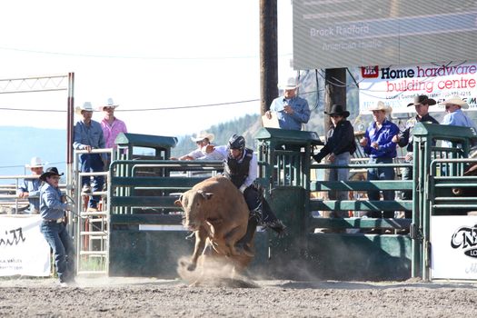MERRITT, B.C. CANADA - May 30, 2015: Bull rider riding in the first round of The 3rd Annual Ty Pozzobon Invitational PBR Event.
