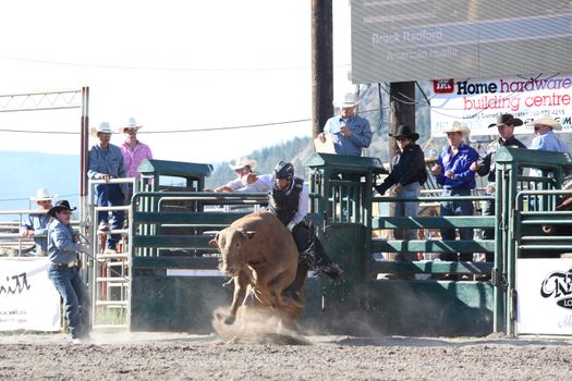 MERRITT, B.C. CANADA - May 30, 2015: Bull rider riding in the first round of The 3rd Annual Ty Pozzobon Invitational PBR Event.