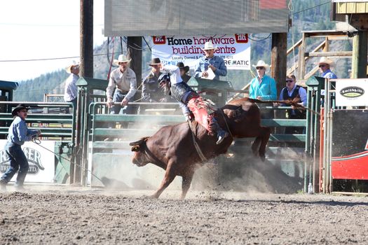 MERRITT, B.C. CANADA - May 30, 2015: Bull rider riding in the first round of The 3rd Annual Ty Pozzobon Invitational PBR Event.