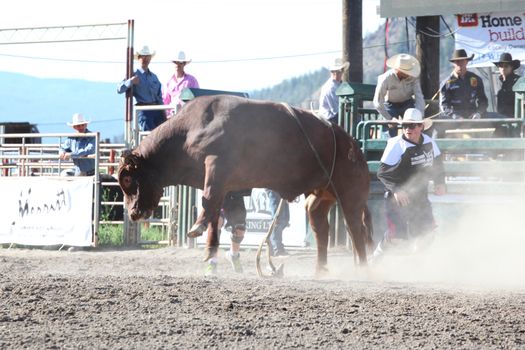 MERRITT, B.C. CANADA - May 30, 2015: Bull rider riding in the first round of The 3rd Annual Ty Pozzobon Invitational PBR Event.