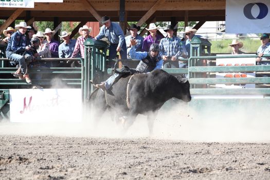 MERRITT, B.C. CANADA - May 30, 2015: Bull rider riding in the first round of The 3rd Annual Ty Pozzobon Invitational PBR Event.