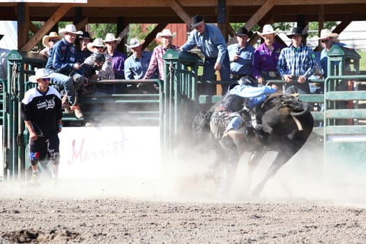 MERRITT, B.C. CANADA - May 30, 2015: Bull rider riding in the first round of The 3rd Annual Ty Pozzobon Invitational PBR Event.