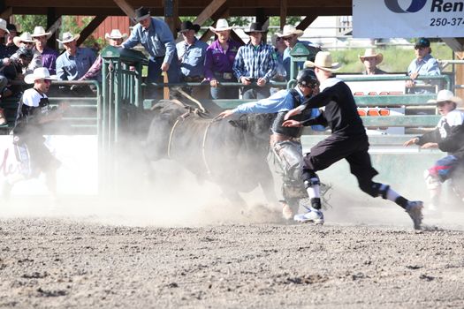 MERRITT, B.C. CANADA - May 30, 2015: Bull rider riding in the first round of The 3rd Annual Ty Pozzobon Invitational PBR Event.