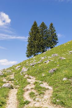 Trees in the mountains of the Bavarian Alps, Germany