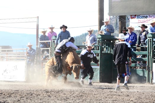 MERRITT, B.C. CANADA - May 30, 2015: Bull rider riding in the first round of The 3rd Annual Ty Pozzobon Invitational PBR Event.
