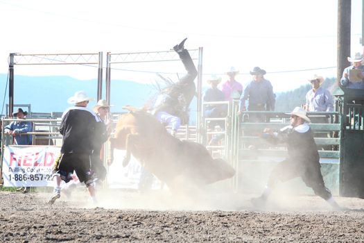 MERRITT, B.C. CANADA - May 30, 2015: Bull rider riding in the first round of The 3rd Annual Ty Pozzobon Invitational PBR Event.
