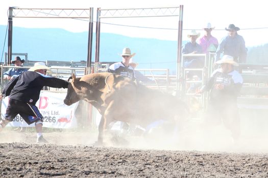 MERRITT, B.C. CANADA - May 30, 2015: Bull rider riding in the first round of The 3rd Annual Ty Pozzobon Invitational PBR Event.
