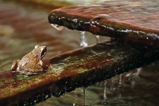 little frog in aquatic environment