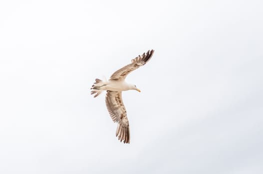 Soaring Kelp Gull at Buffelsbaai near Knysna, South Africa