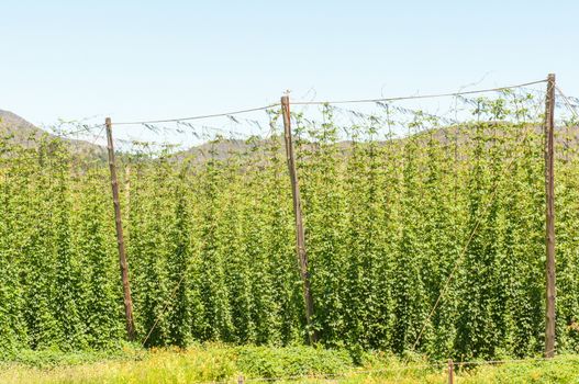 GEORGE, SOUTH AFRICA - JANUARY 6, 2015: Hops growing along the national road N9 above the Outeniqua Pass between Gerge and Oudtshoorn