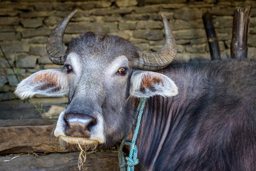 A buffalo in a stone barn, Nepal