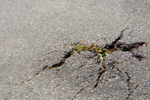 Thistle plant breaking through cracks in a tarmac path