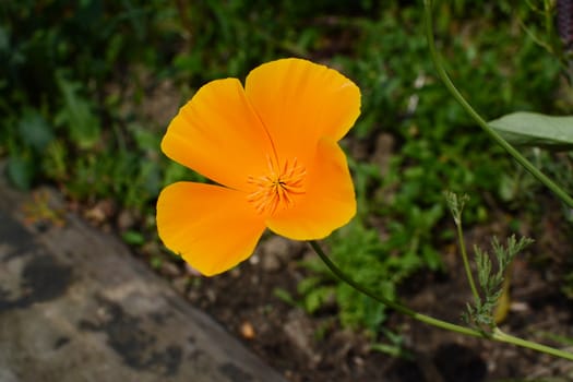 Bright orange Californian poppy against a deep green background