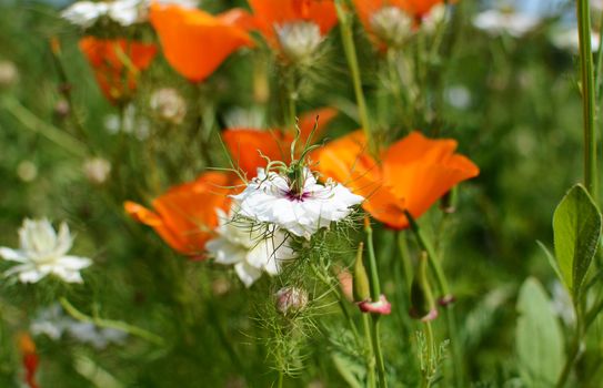 White nigella flower - Love in a Mist - against orange Californian poppies in a flower bed