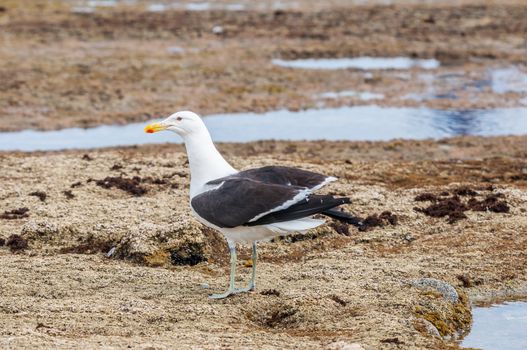 Kelp Gull on rocks at Reebok near Mosselbay, South Africa