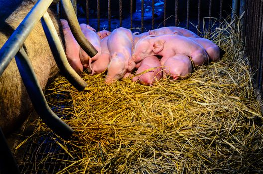 Newborn pigs sleeping together on the straw beside his mother at night under the light, which provide warmth in rural farm of Thailand