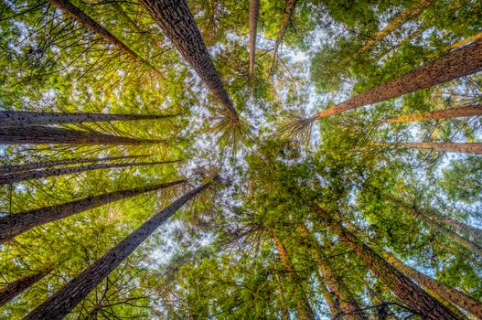 Looking up in a redwood forest in Northern California, USA.