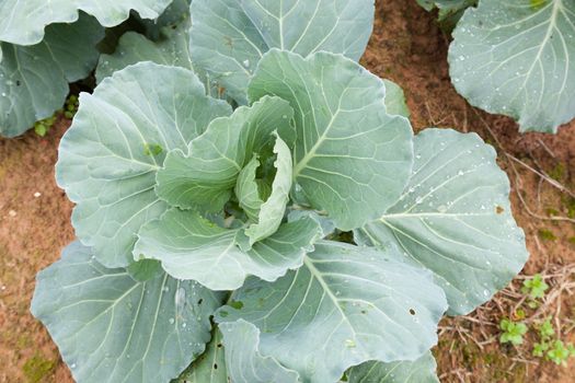 cabbage crop on the mountain cold. Agricultural lands are mainly on the mountain.