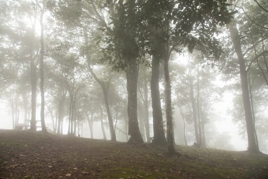 Fog covered trees. The trees on the hill was covered with fog in the morning cold.