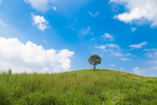 Big tree on a hillside. A large tree in the middle of pastures. Mostly clear skies