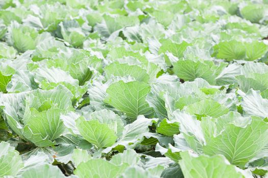 Agriculture cabbage areas planted cabbage big mountain cold.