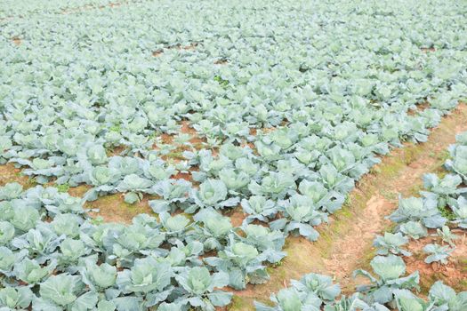 Agriculture cabbage areas planted cabbage big mountain cold.