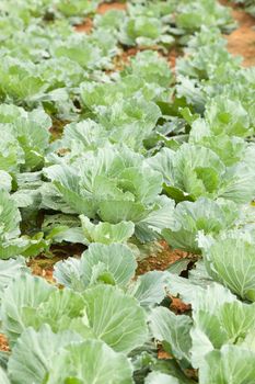 Agriculture cabbage areas planted cabbage big mountain cold.