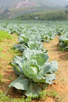 Agriculture cabbage areas planted cabbage big mountain cold.