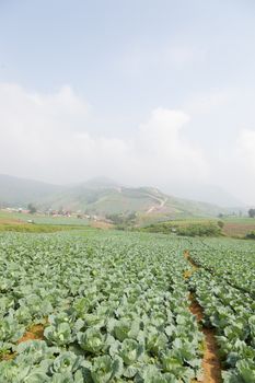 Agriculture cabbage areas planted cabbage big mountain cold.