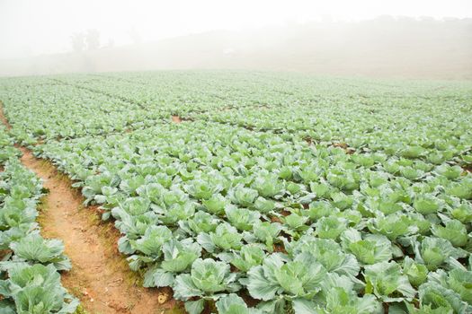 Agriculture cabbage areas planted cabbage big mountain cold.