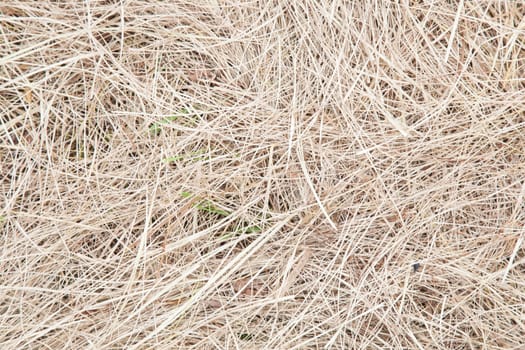 Hay. dry grass put a heap on the ground. Dry dead grass