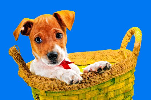 Chi hua hua puppy sitting in his favorite basket. This picture is suitable as a screen saver on your mobile phone, tablet or laptop
