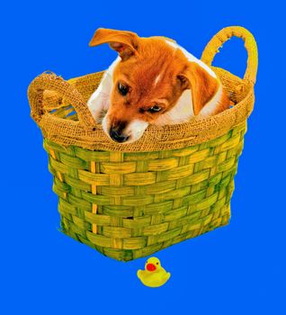 Chi hua hua puppy sitting in a basket and looking for a plastic duck which he accidentally dropped. This picture is suitable as a screen saver on your mobile phone, tablet or laptop