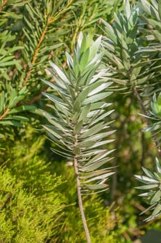 Leaves of a Silver Tree Protea, Leucadendron argenteum