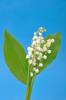 lily of the valley
	
