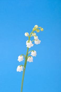 lily of the valley
	
