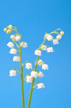 lily of the valley
	
