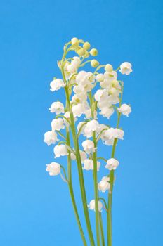 lily of the valley
	
