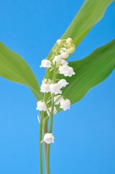 lily of the valley
	
